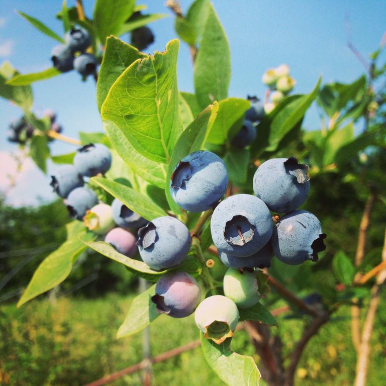 Agriturismo Fruttirossi Trofarello ภายนอก รูปภาพ
